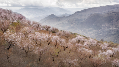 Almond Blossom, Andalusia, Spain. February 2023