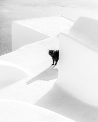 Cat on a White Stone Roof. Oia, Santorini, Greece. April 2022