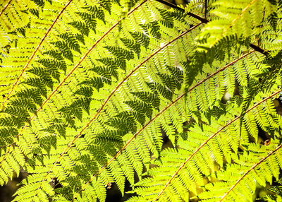 Ferns, nr Fox Glacier, West Coast, NZ.
