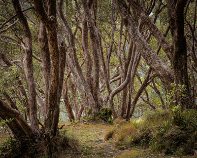 Botanical Gardens, Wellington, NZ. 20 November