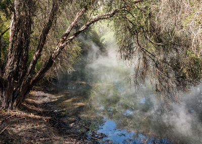 Kuirau Park, Rotorua, NZ.  24 November