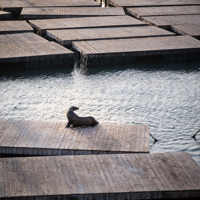Sealion, San Francisco, 29 November