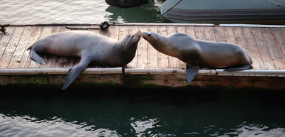 Sealions, San Francisco, 30 November